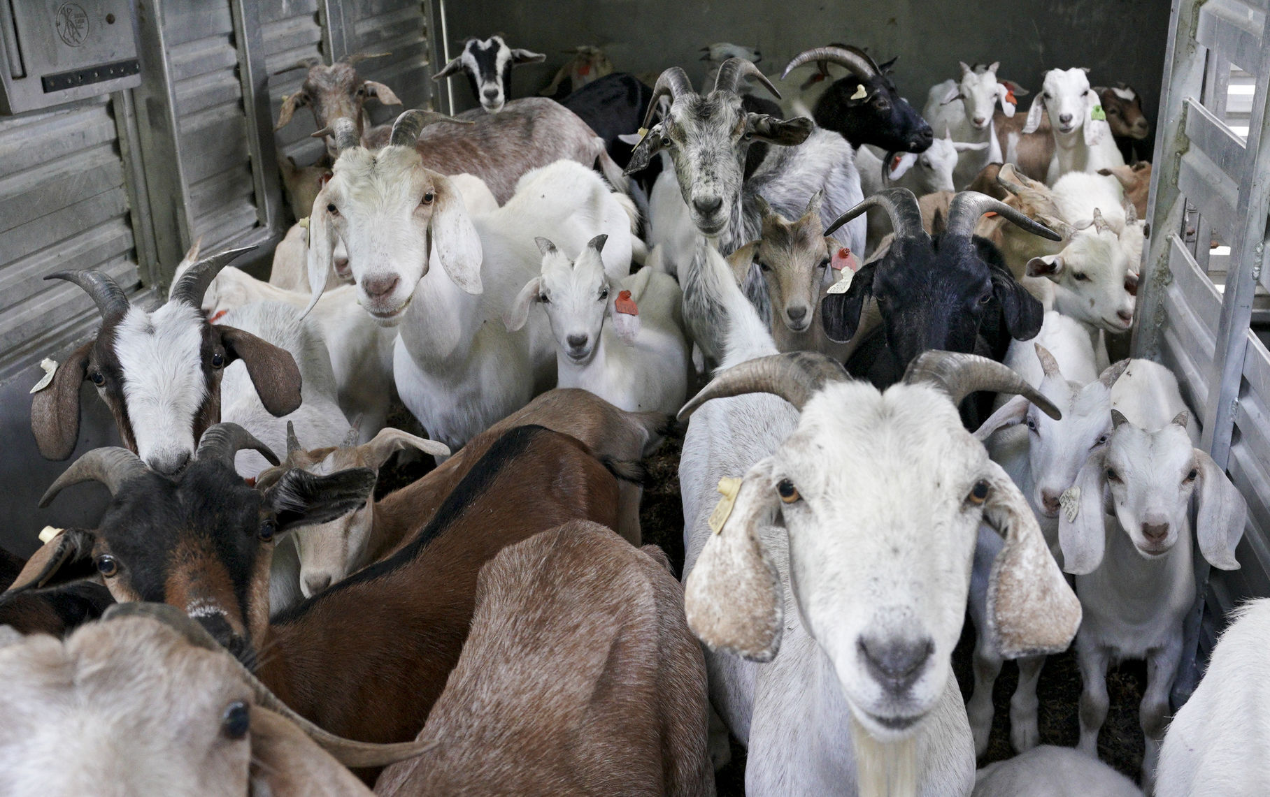 Goat Grazing